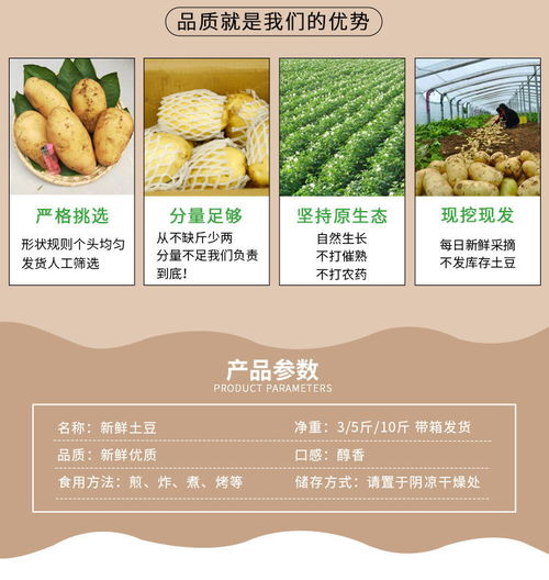 新鮮現(xiàn)挖大土豆 黃心洋芋的食用與批發(fā)價(jià)值